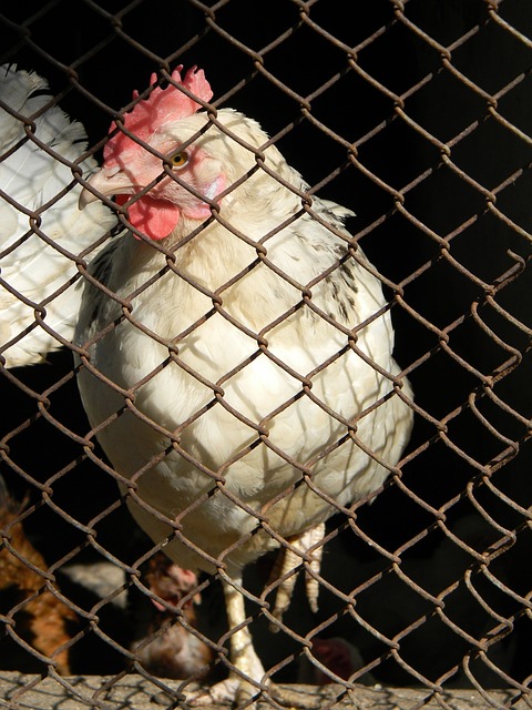 這一言論在 這一言論在