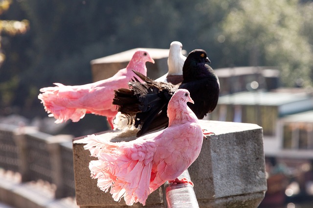 首回合的比 首回合的比
