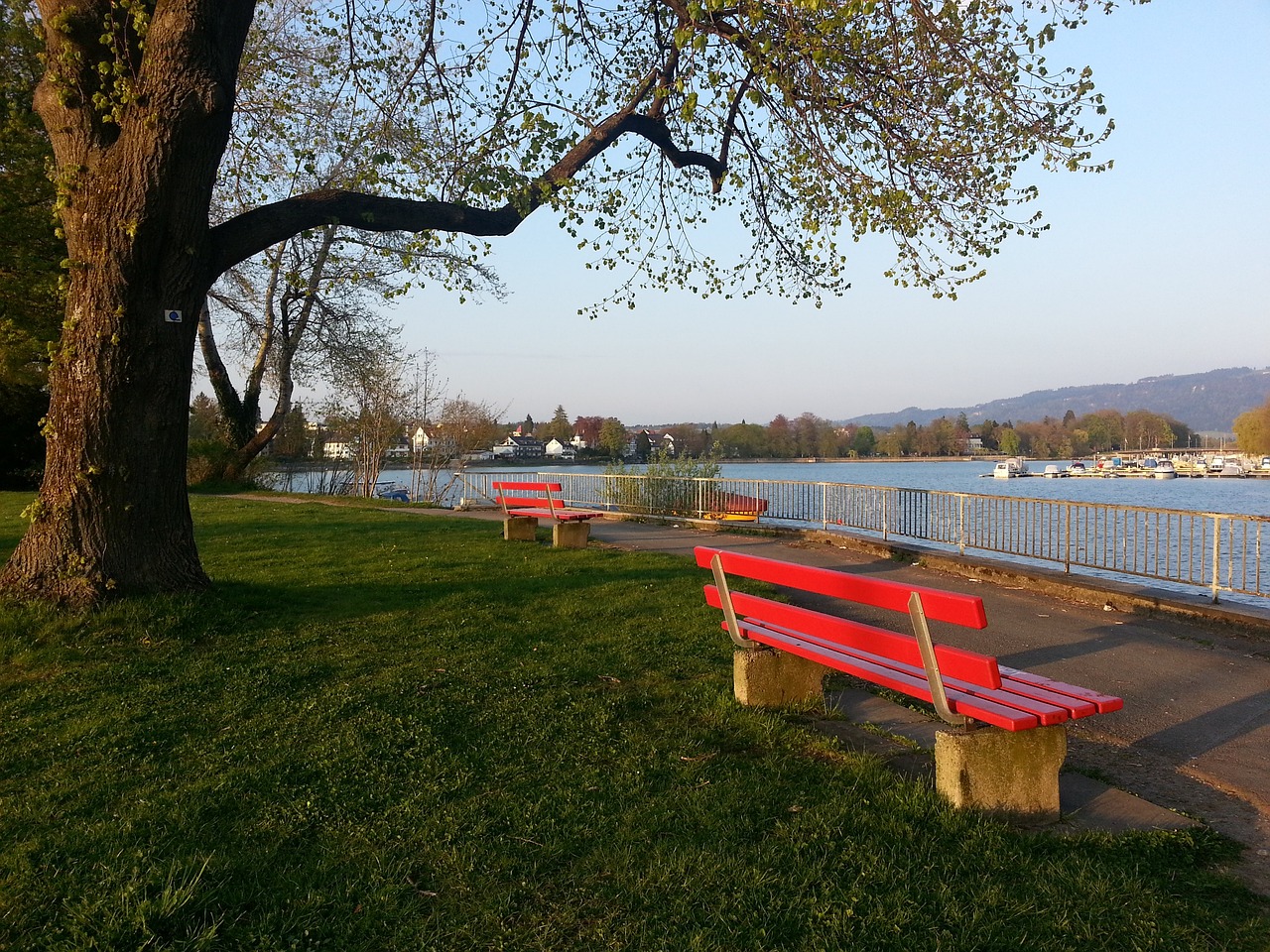 的观赏性 的观赏性